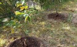 シュラブローズ ローズポンパドゥールと木立バラ ブルームーンの地植え作業