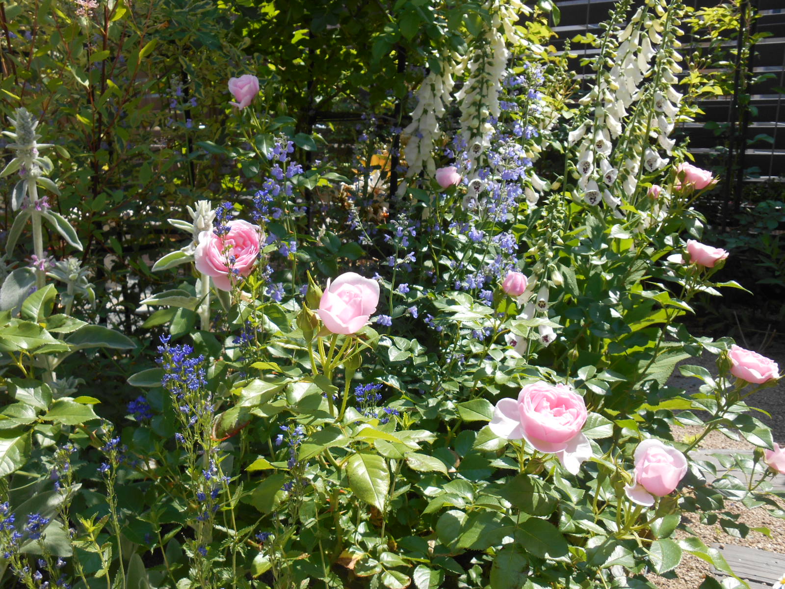 宿根草から始まったわたしの庭づくり｜バラの庭に魅了される以前の話
