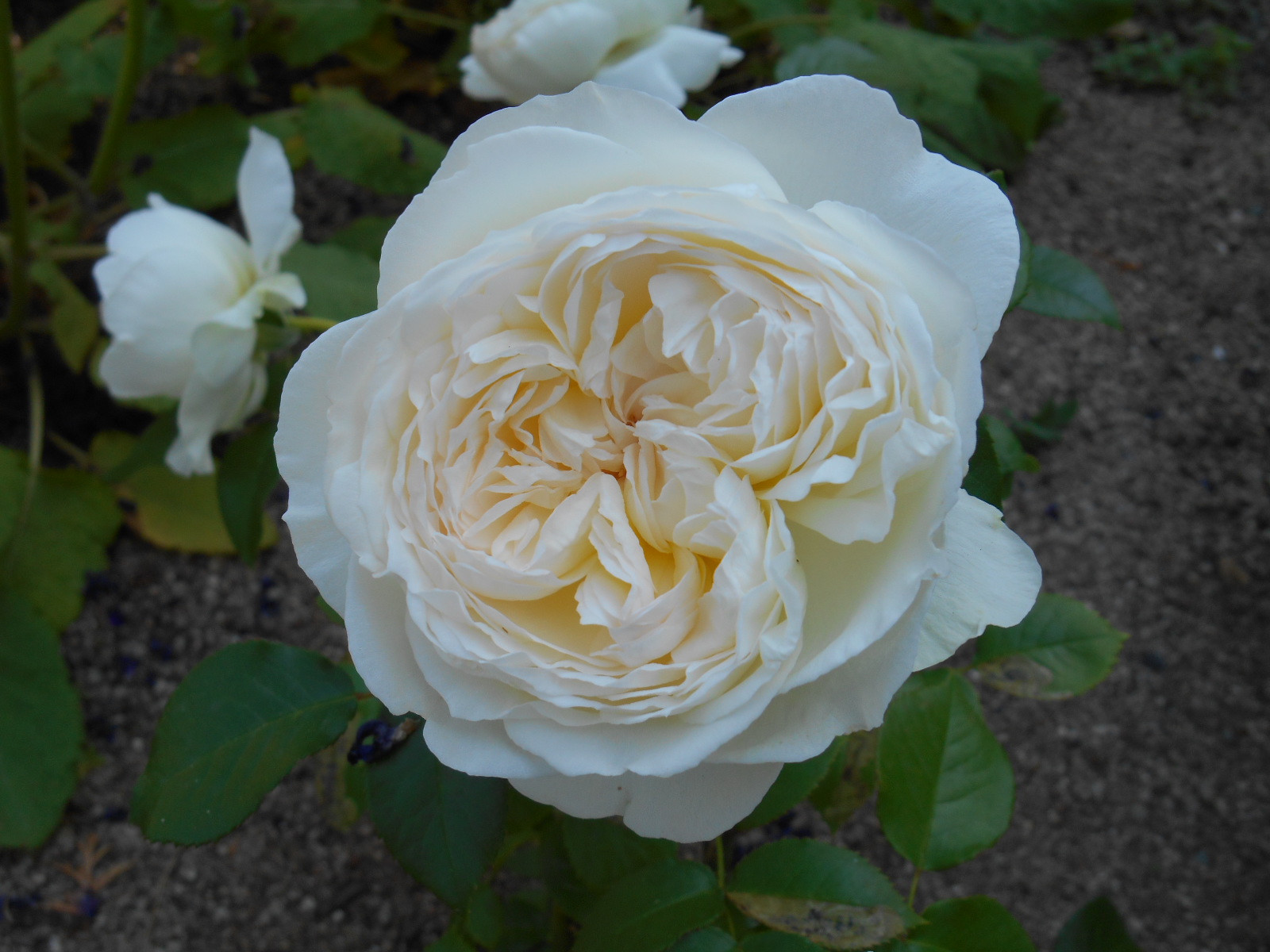 完全なる四季咲き性と強い香りが特徴の純白バラ、ボレロ