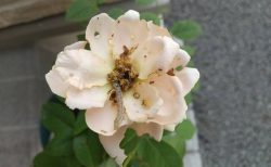 バラ　害虫