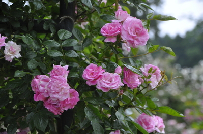 つるバラも鉢植えにできる！鉢植え栽培に向くつるバラ品種９選