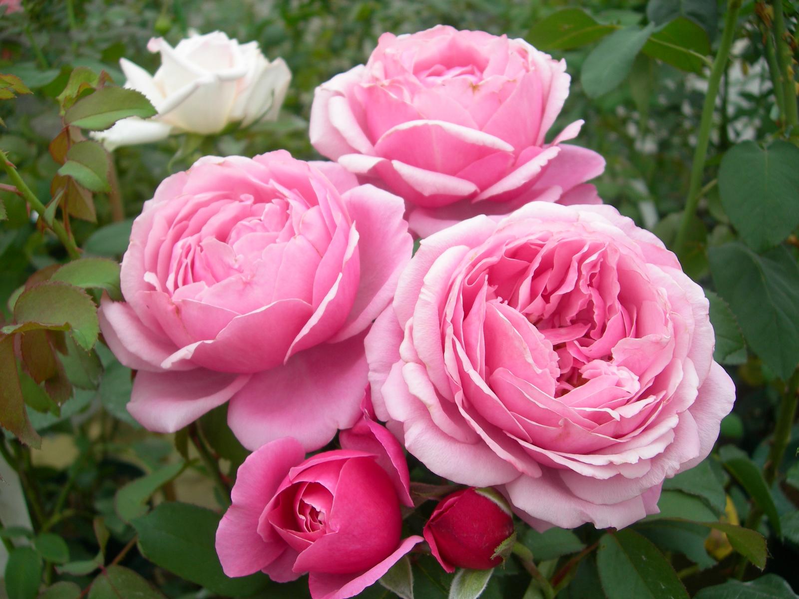 デルバールのバラ シャンテロゼミサトはブルーガーデンにぴったりのフレンチローズ