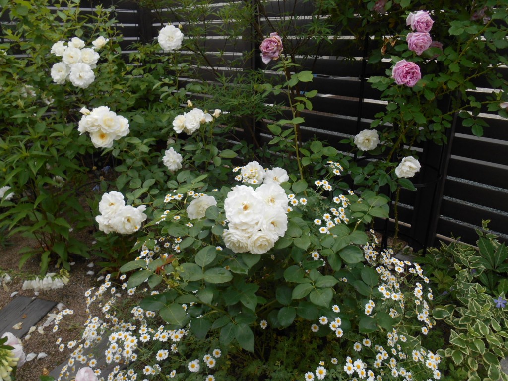 ホワイトデーにちなんでおすすめの白いつるバラ５品種をご紹介 つるバラと宿根草の小さな庭づくり
