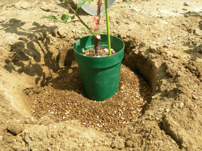 つるバラの新苗を庭へ地植えする！植え付け方まとめ