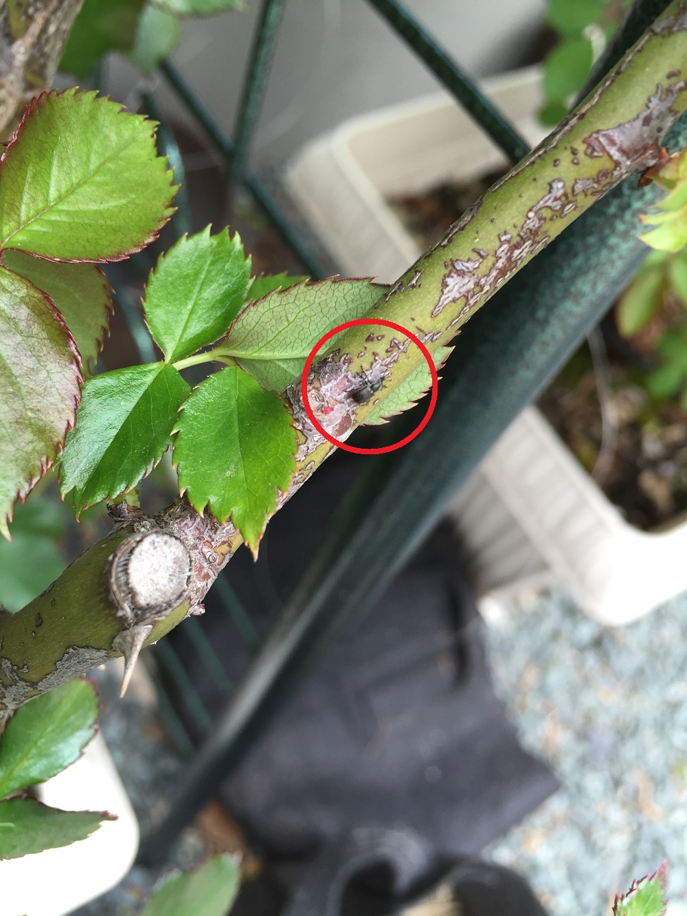 バラのつぼみを枯らすバラゾウムシ発見!対策や駆除はどうする?