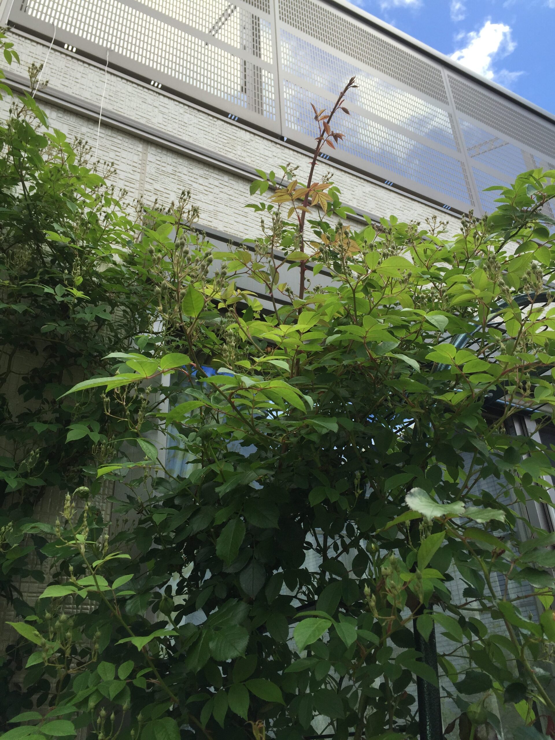 バラ開花時期のベーサルシュート・サイドシュートの伸びは肥料の与えすぎ？