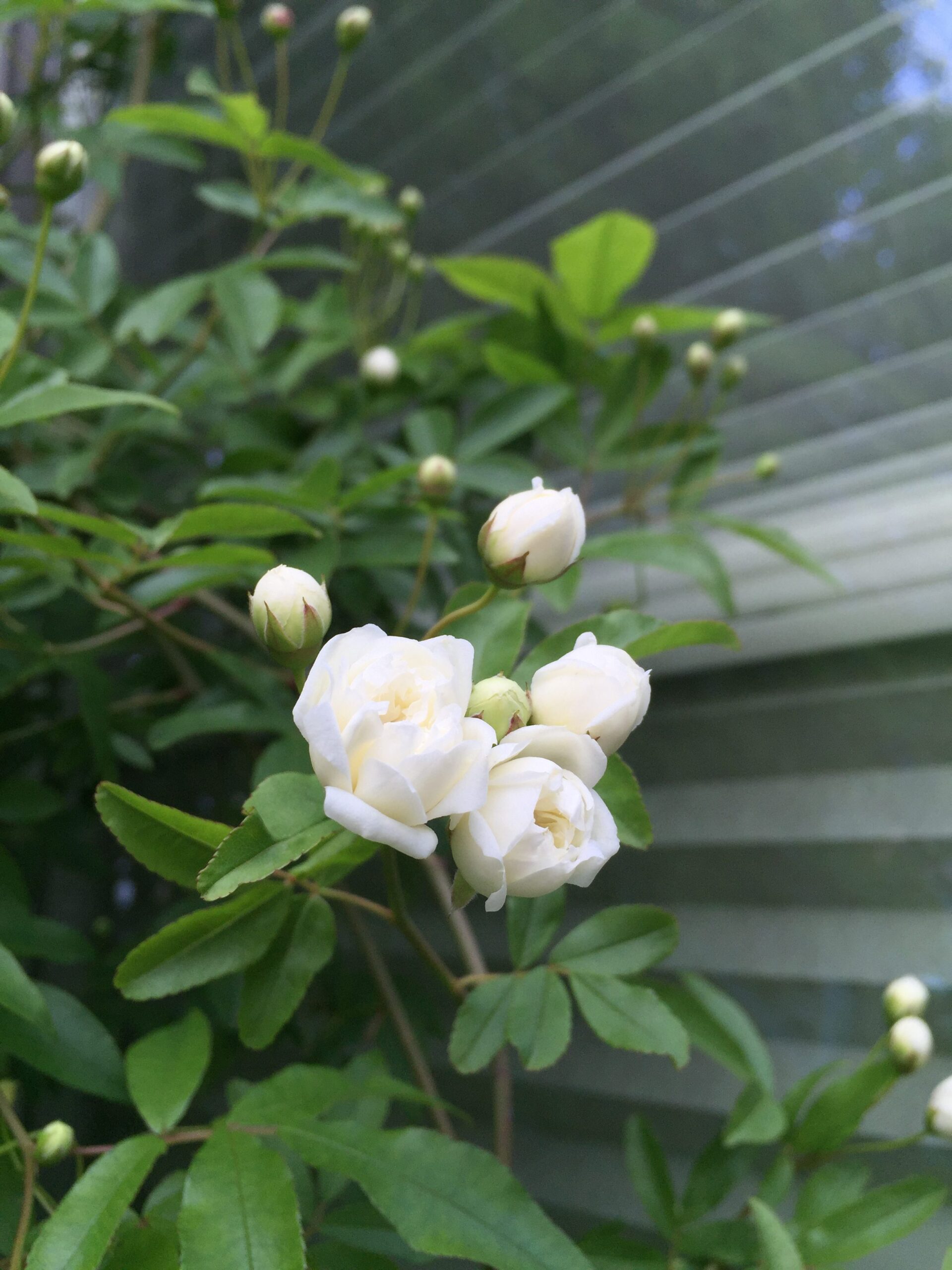 白モッコウバラ開花！クレマチスや春咲き宿根草も咲き始めました