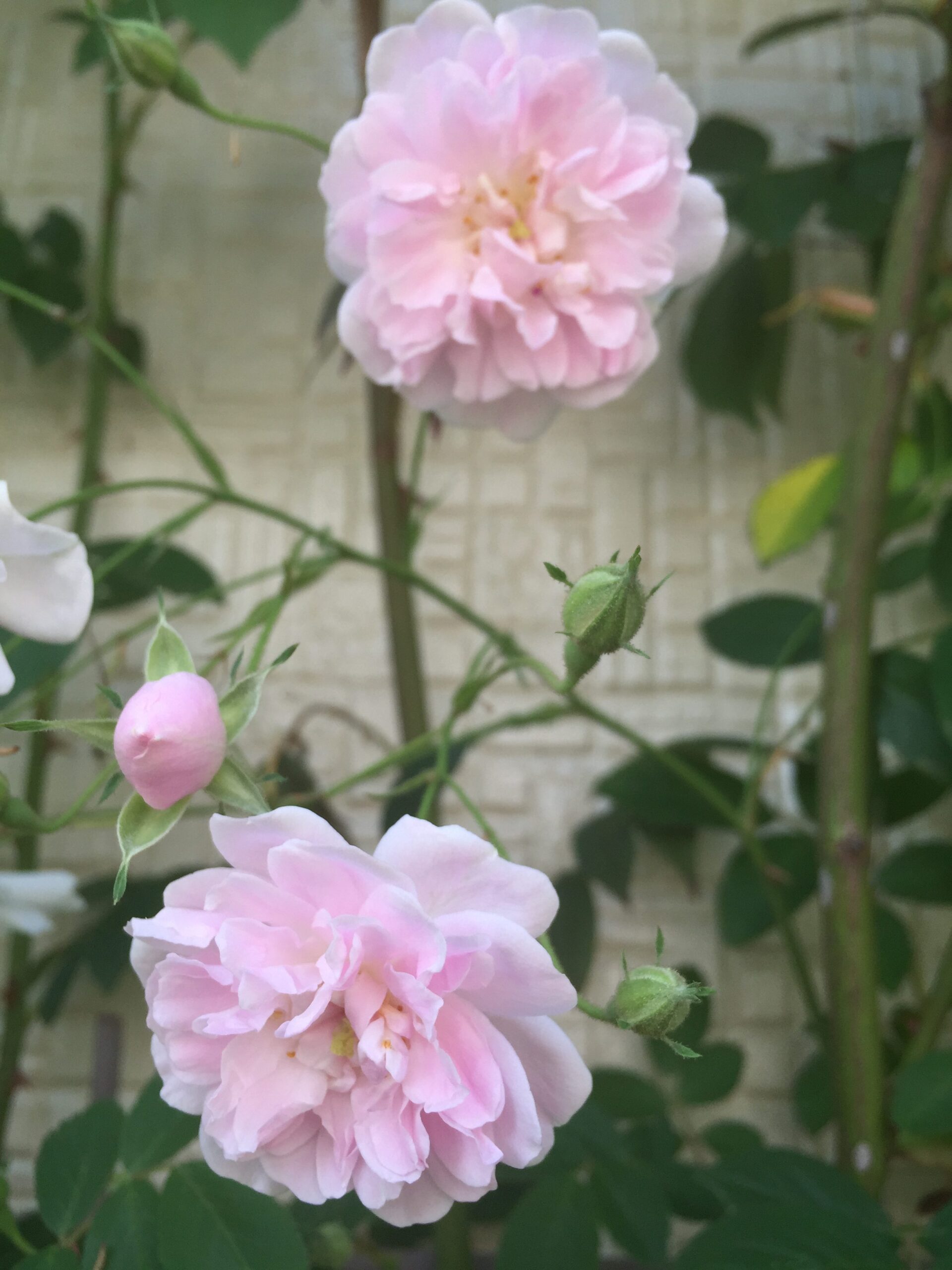 ポールズヒマラヤンムスク＆マダムアルフレッドキャリエール開花！宿根草も続々開花中