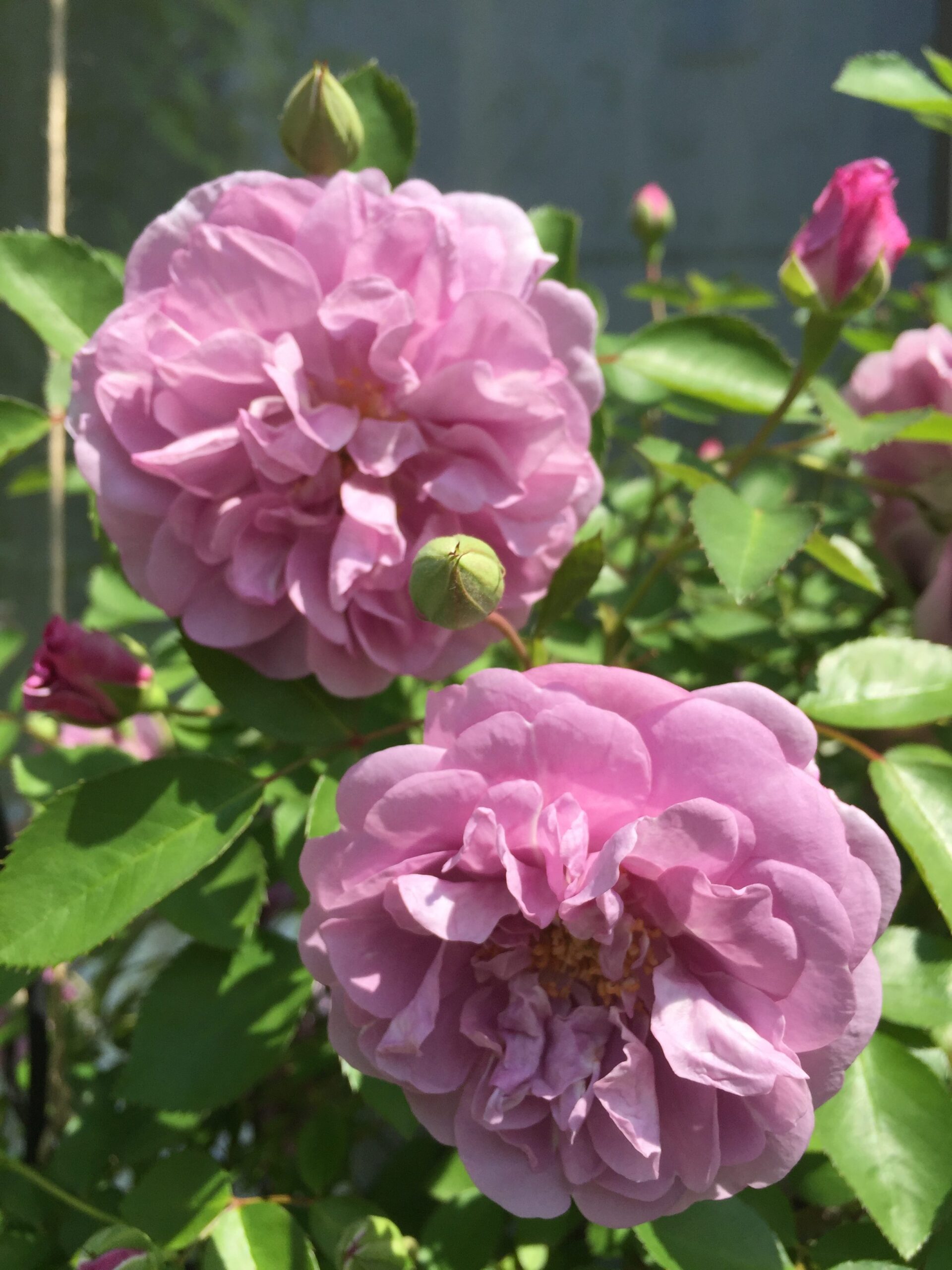 黒星病治療中のつるバラ レイニーブルーが復活して満開に！