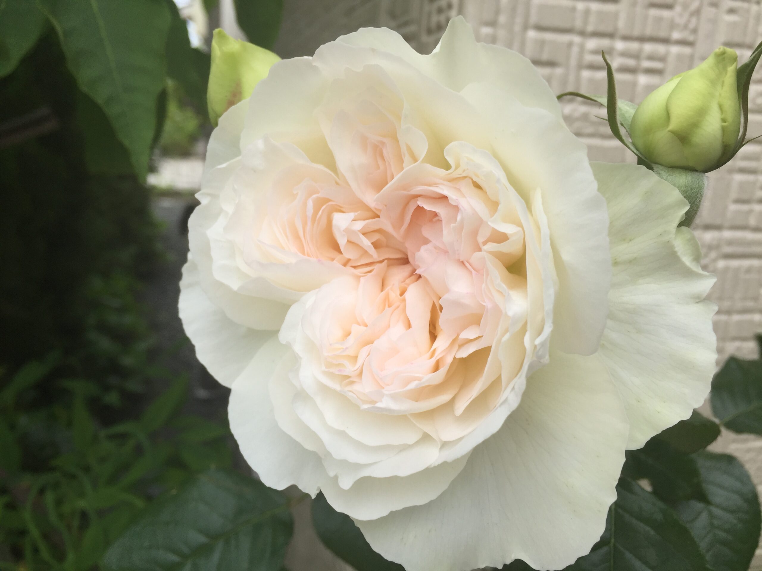 ボレロ＆つるアイスバーグ開花！クレマチス・ダッチェスオブエジンバラも