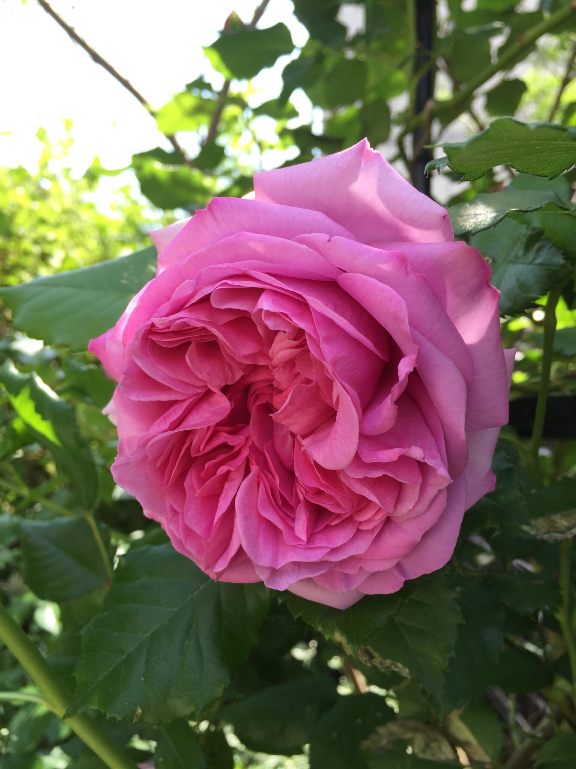 ローズポンパドゥールが見頃に！オベリスク誘引がおすすめの半つるバラ