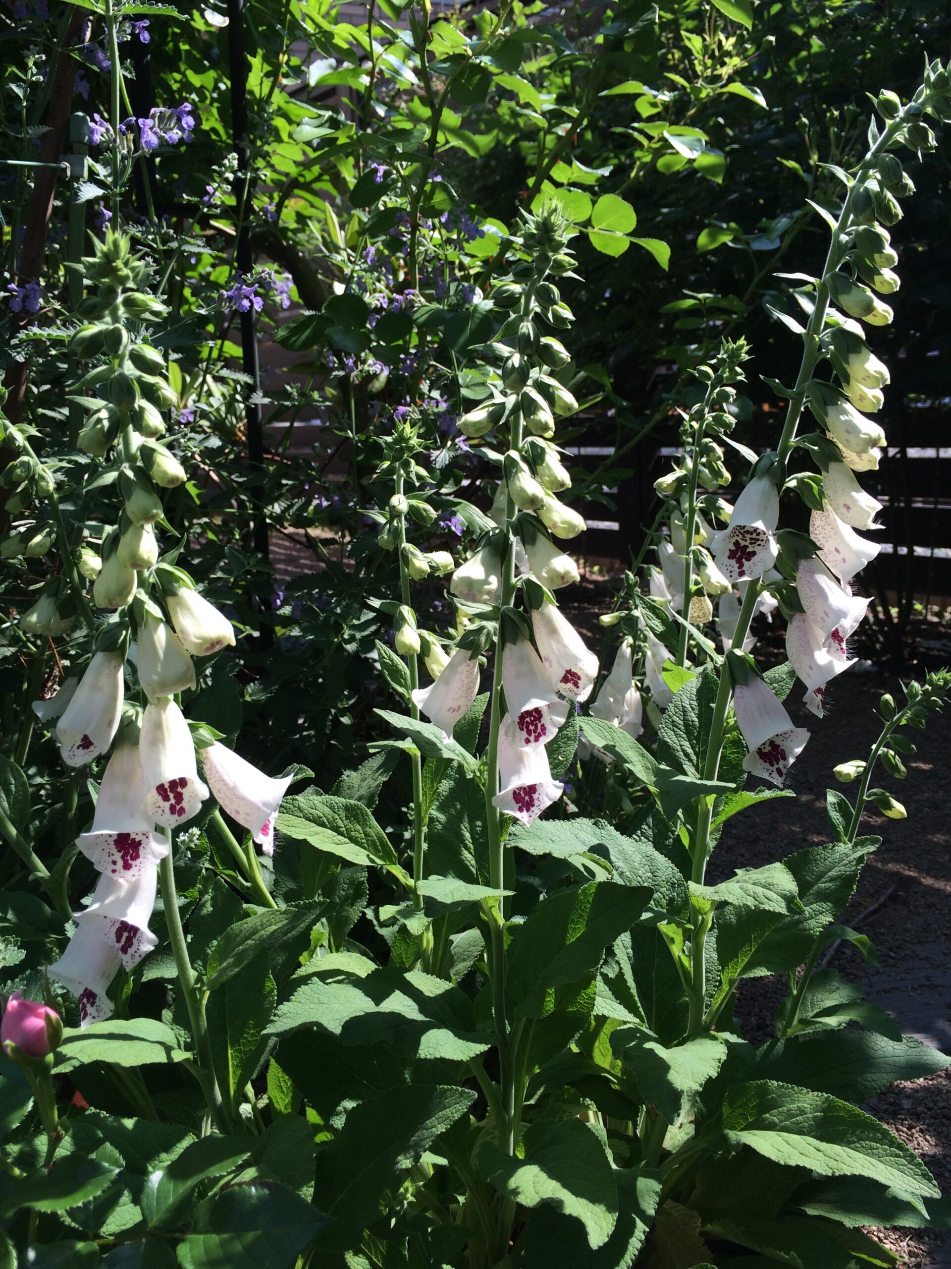 バラの開花時期に咲くバラと好相性の宿根草ジギタリスの育て方