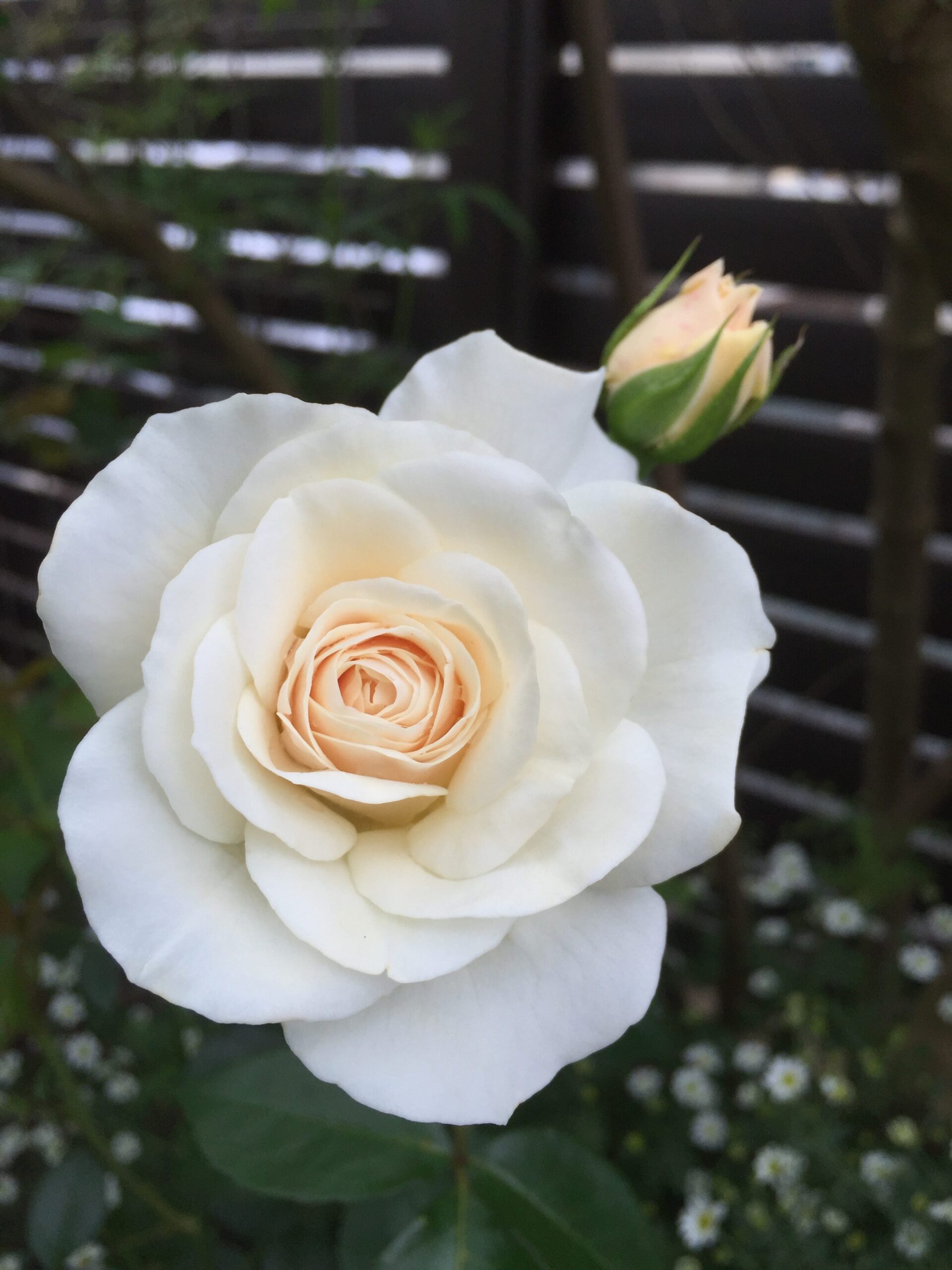 香りのバラ ブルームーンと耐暑性が強いバラ ファビュラス！が開花！