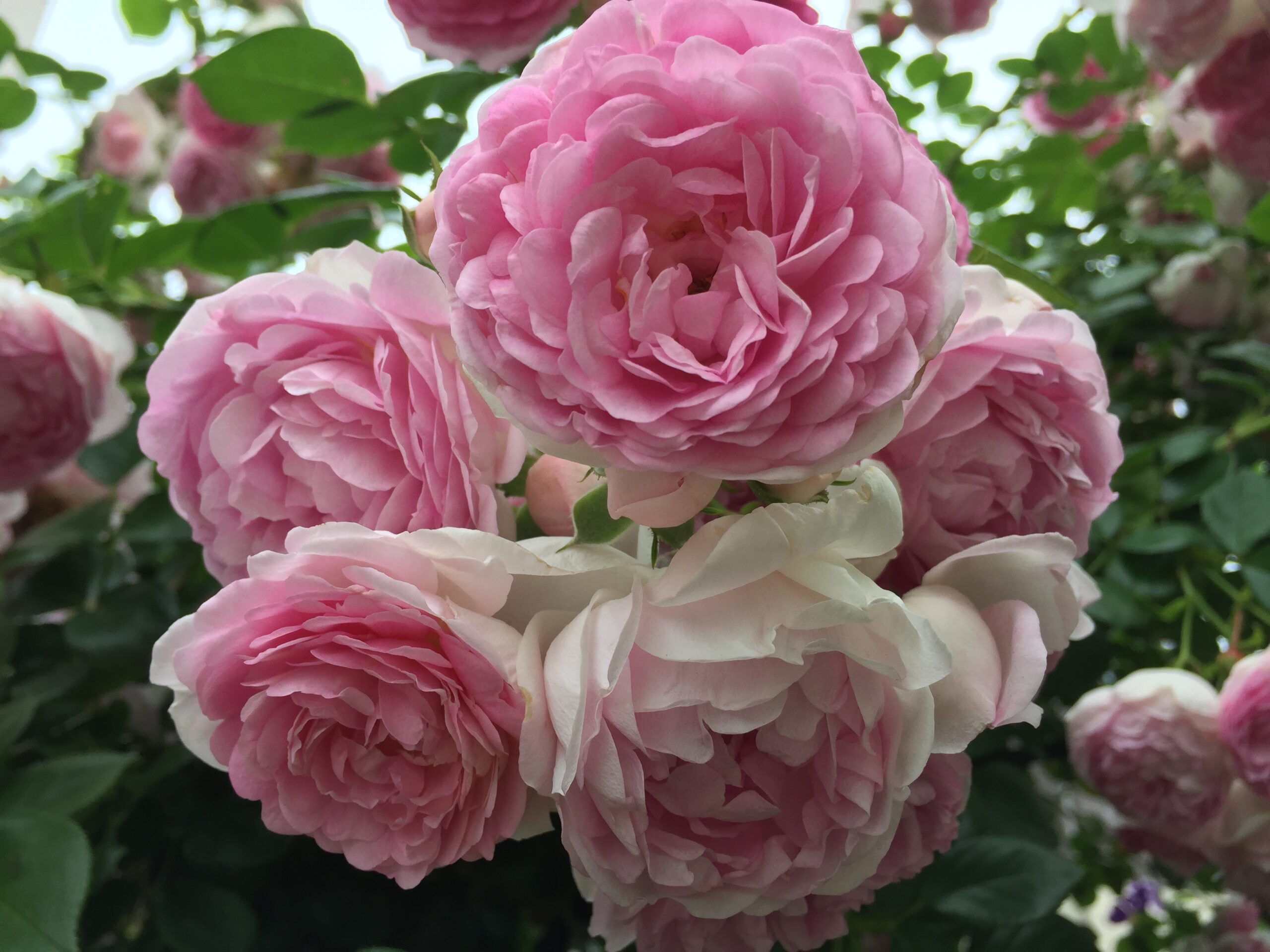 アーチを覆う地植えつるバラ、ジャスミーナ開花の様子