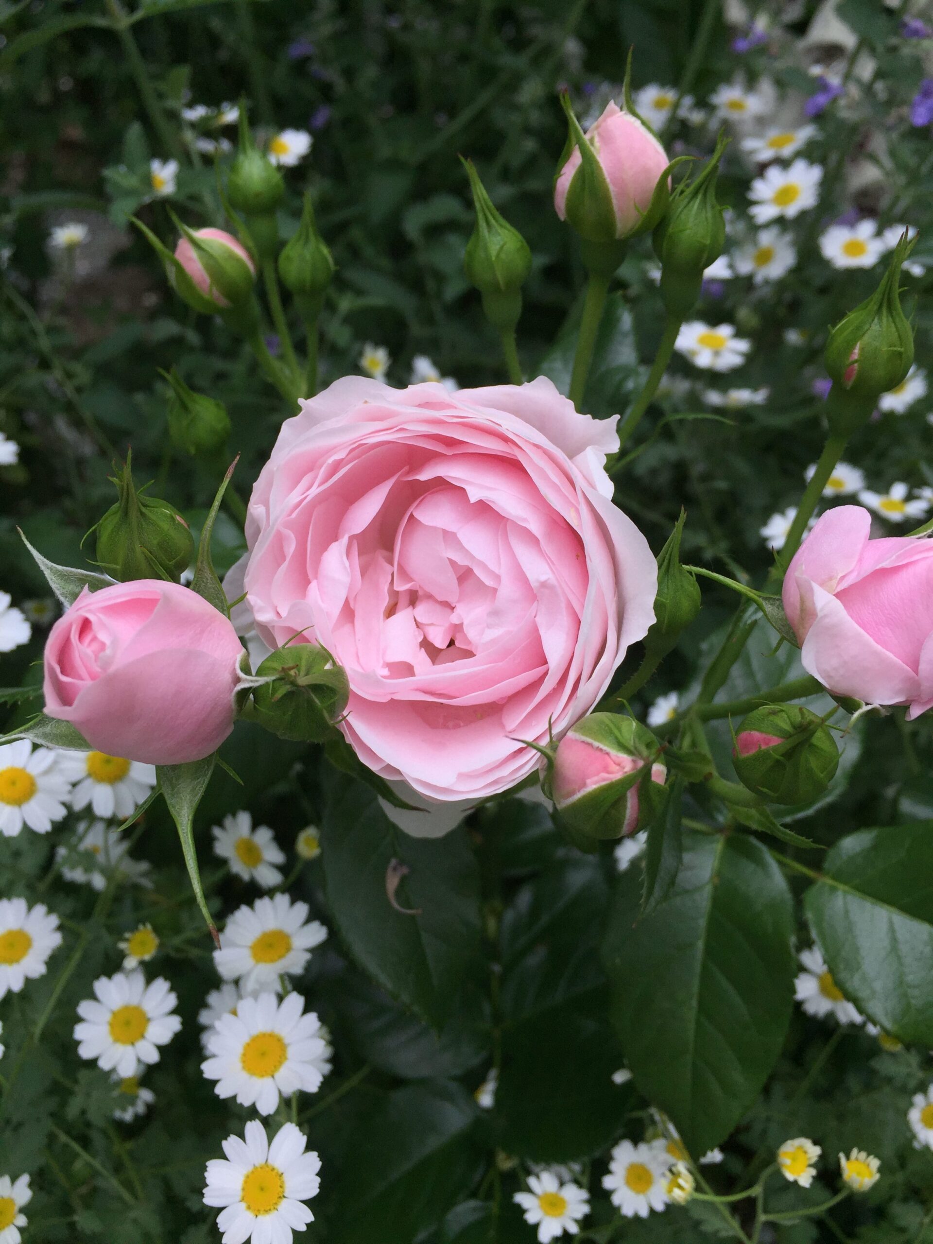 木立バラ ハンスゲーネバインが開花！宿根草タナセタムと相性抜群