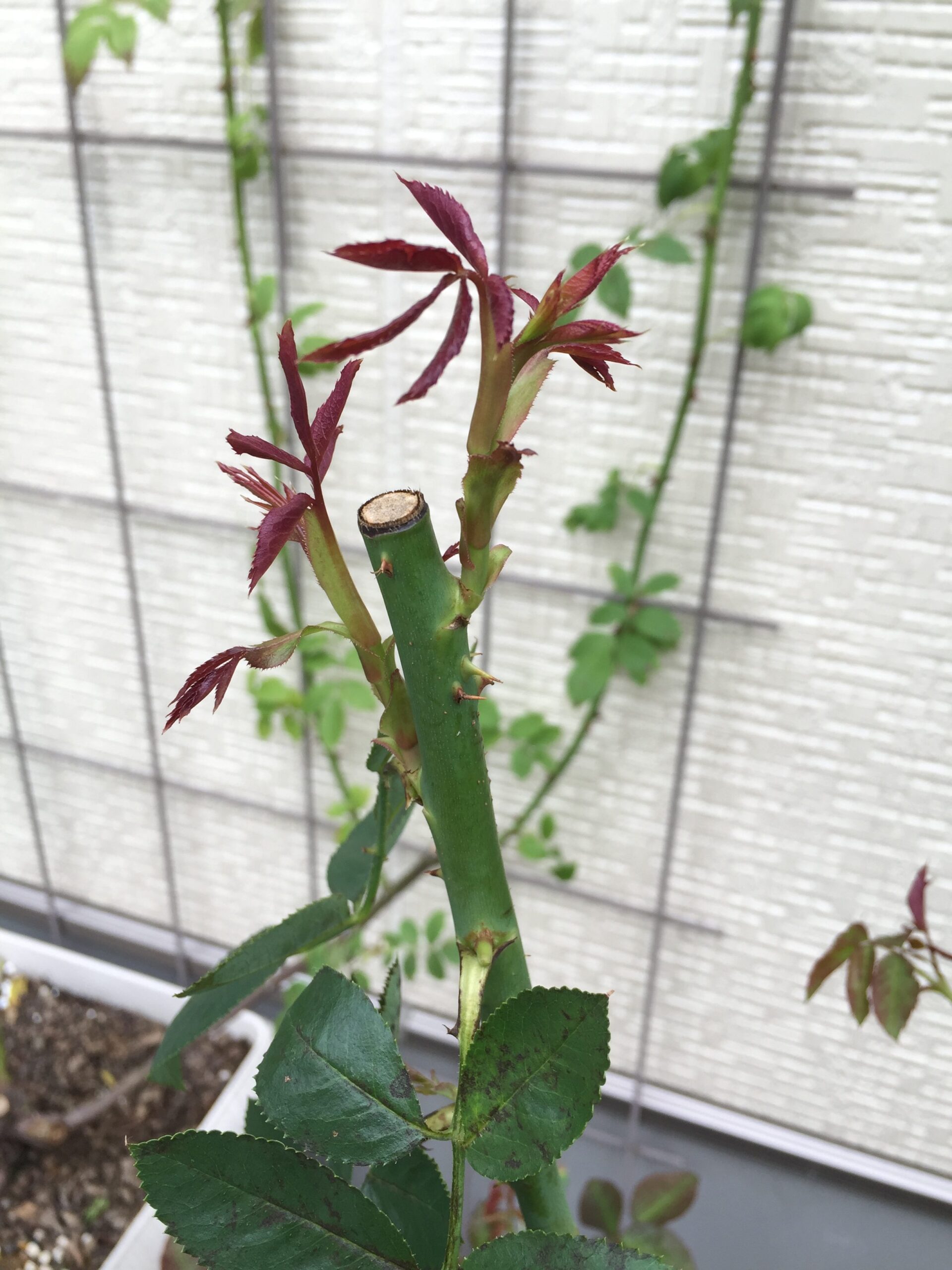 折れたバラの枝から新芽が2本!枝数が増えて誘引もしやすく一石二鳥!?