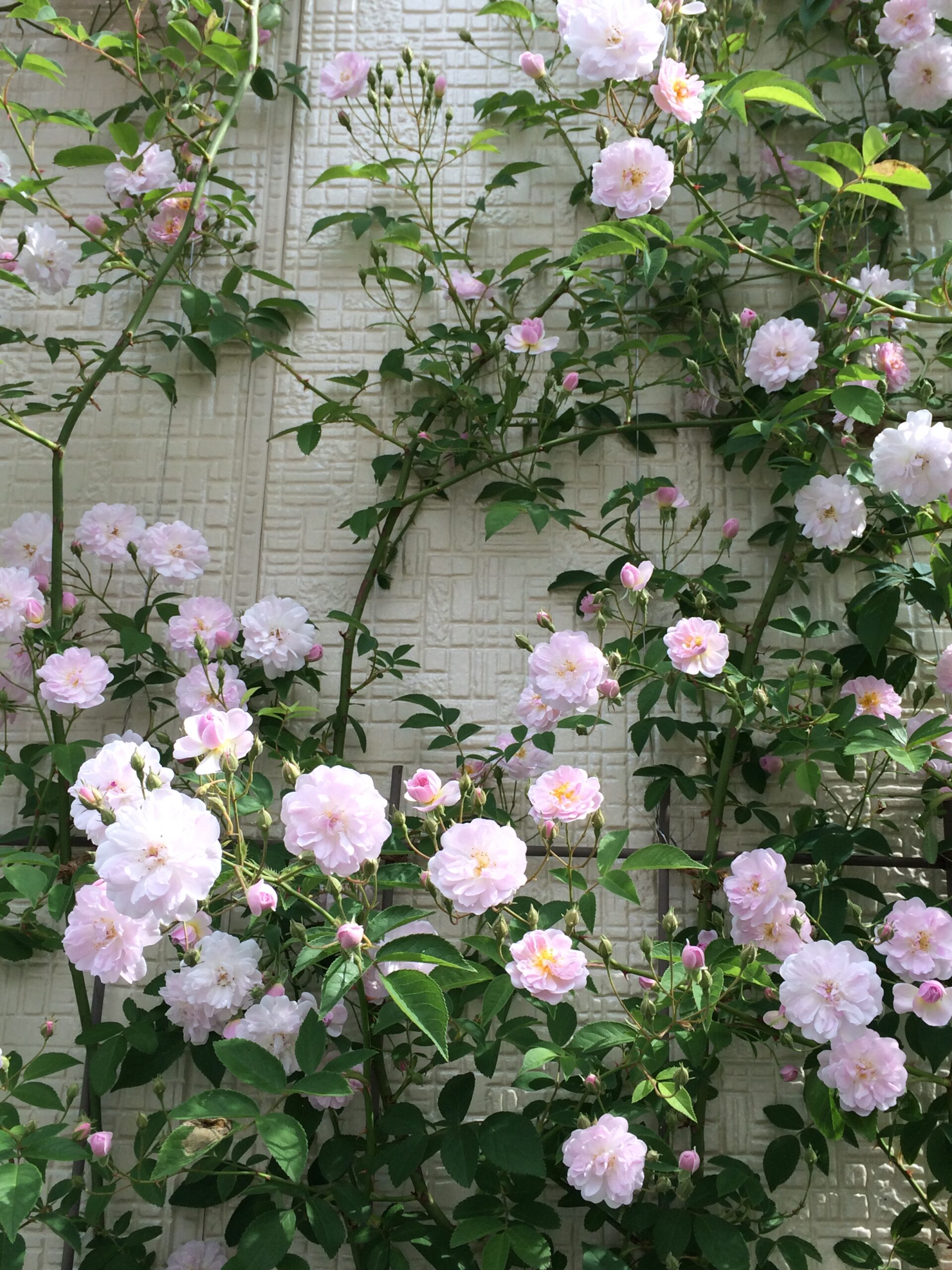 春バラの開花準備！中耕と肥料、マルチングの作業工程