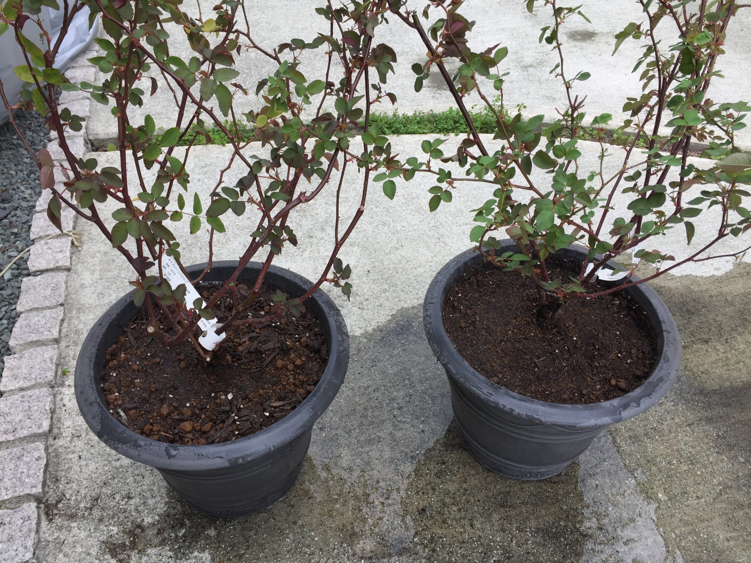 トゲなしつるバラ キャスリーンハロップとゼフィリンドルーアンの鉢増し作業