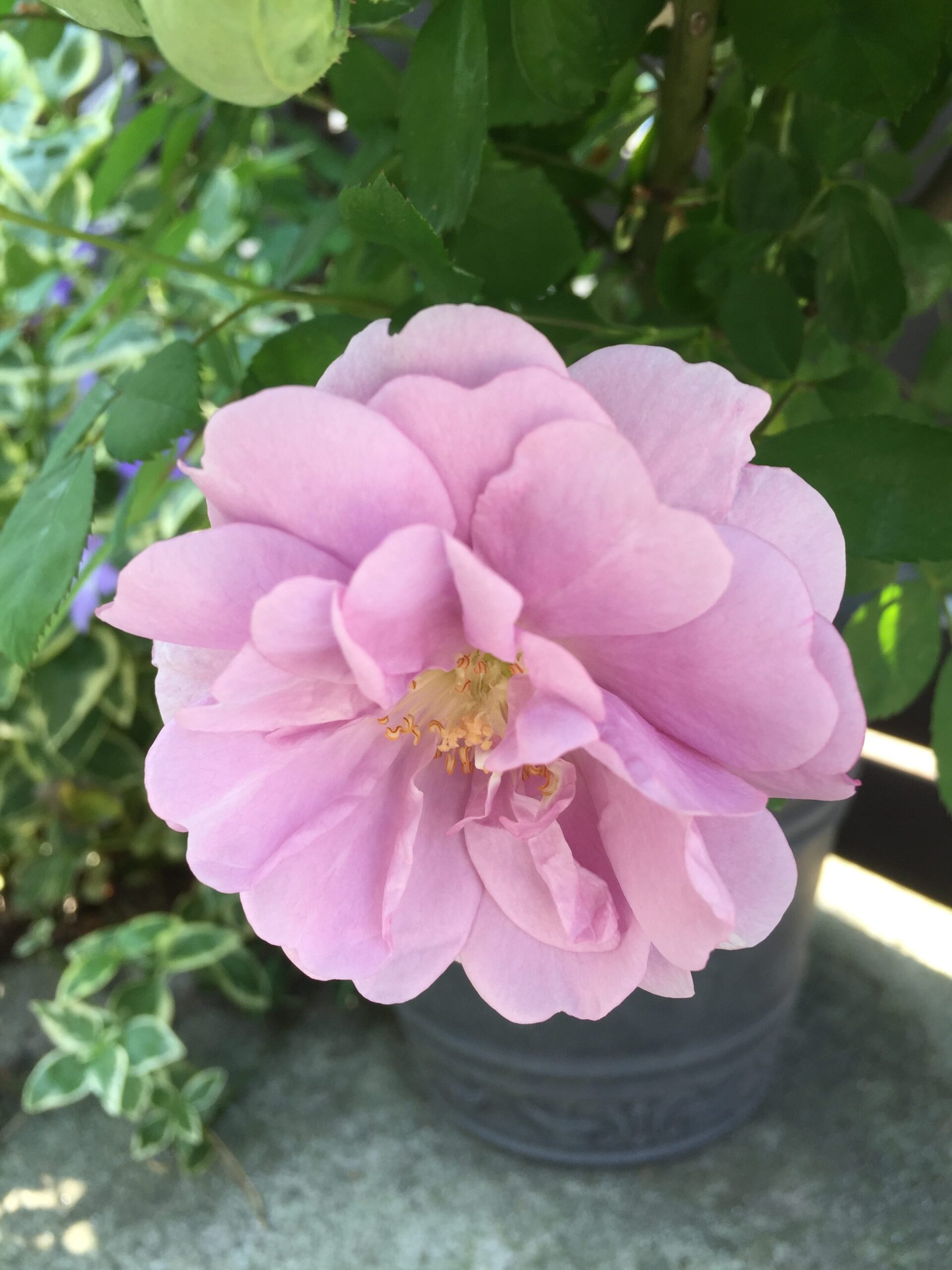 つるバラレイニーブルーに黒星病発生！チュウレンジハバチの幼虫も