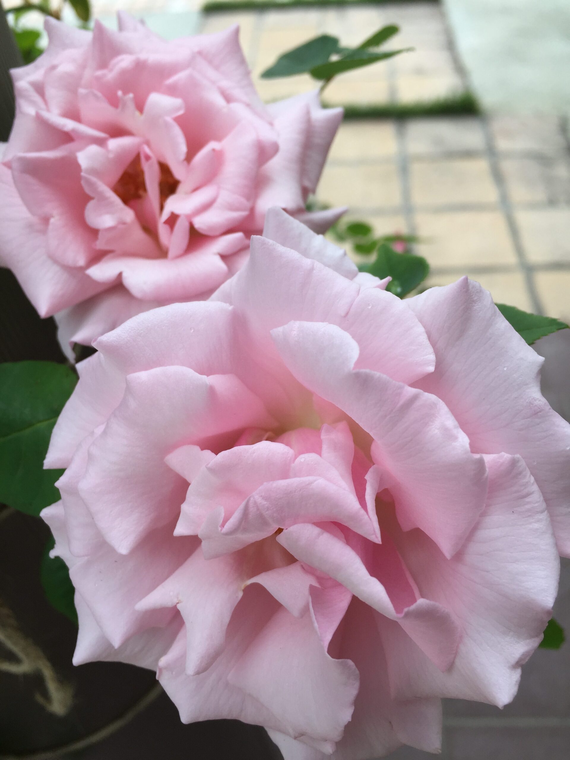 トゲなしつるバラ キャスリーンハロップとゼフィリンドルーアン開花