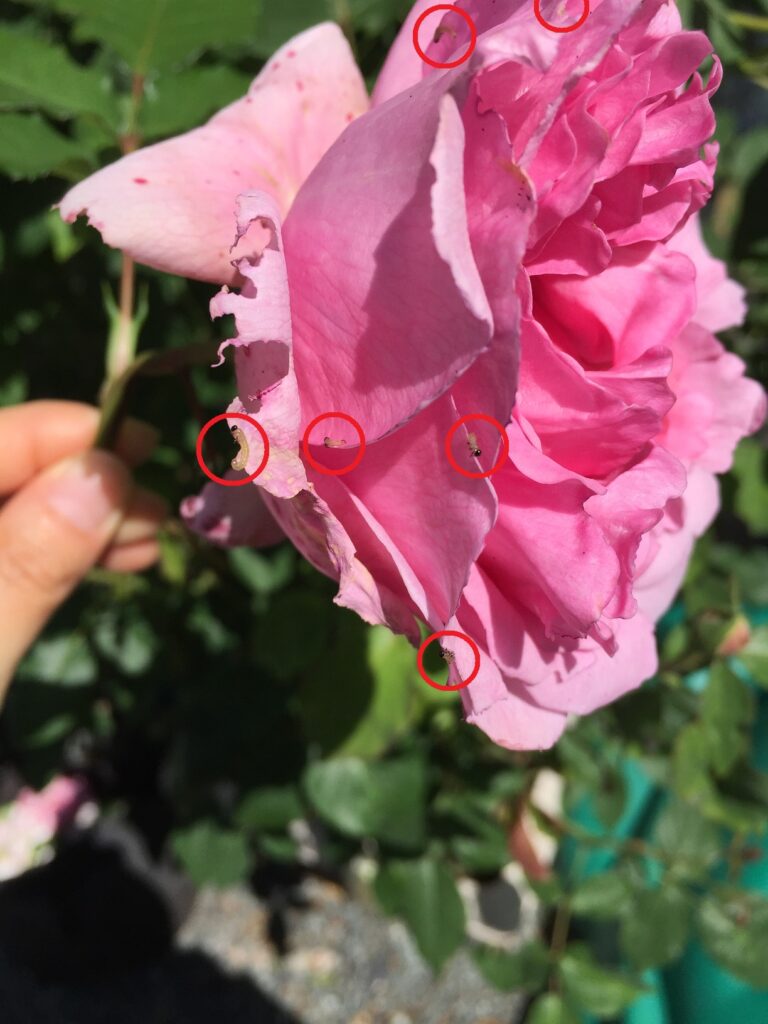 チュウレンジハバチ　幼虫　バラ