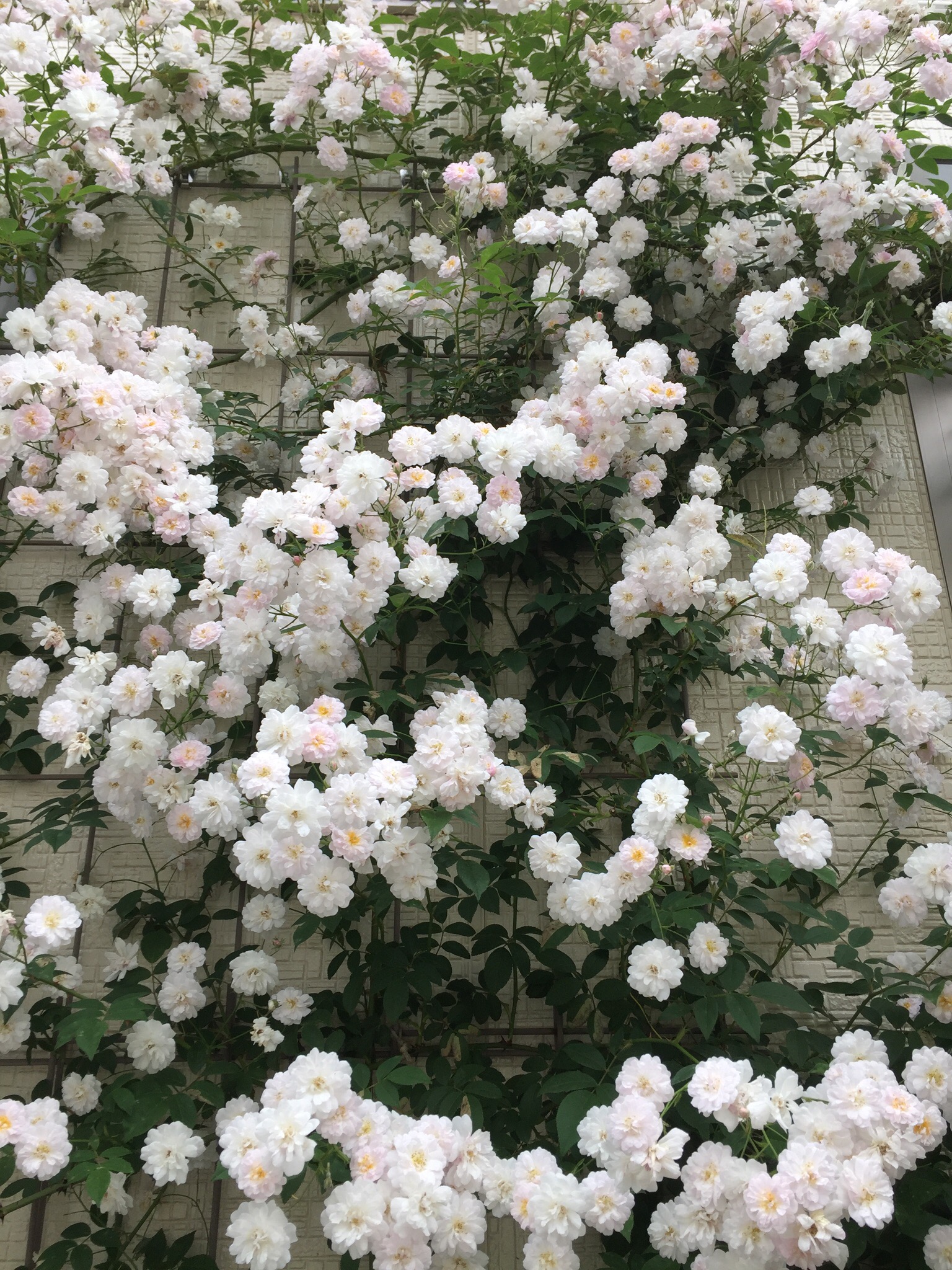 つるバラ ポールズヒマラヤンムスク開花前のハプニング！壁面誘引の補強にスッポンフック