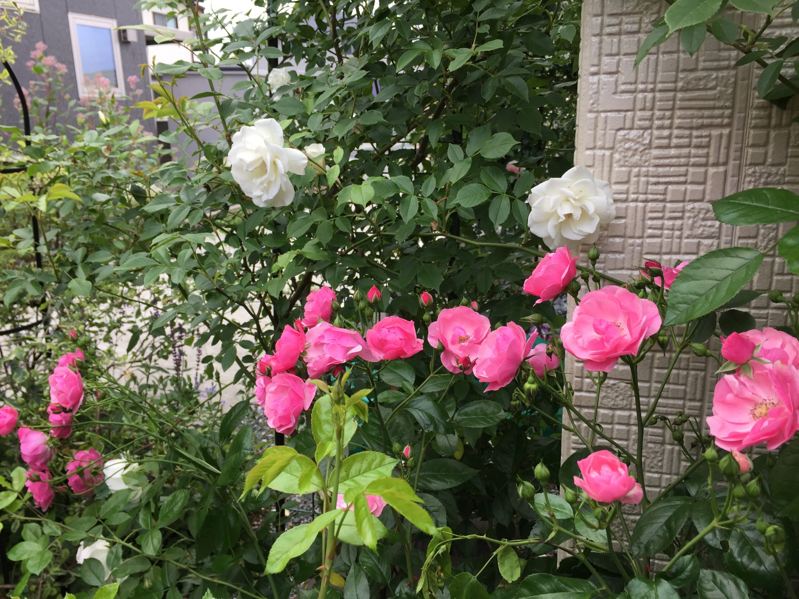 つるアイスバーグとアンジェラ開花！バラ栽培初心者におすすめのつるバラ2品種