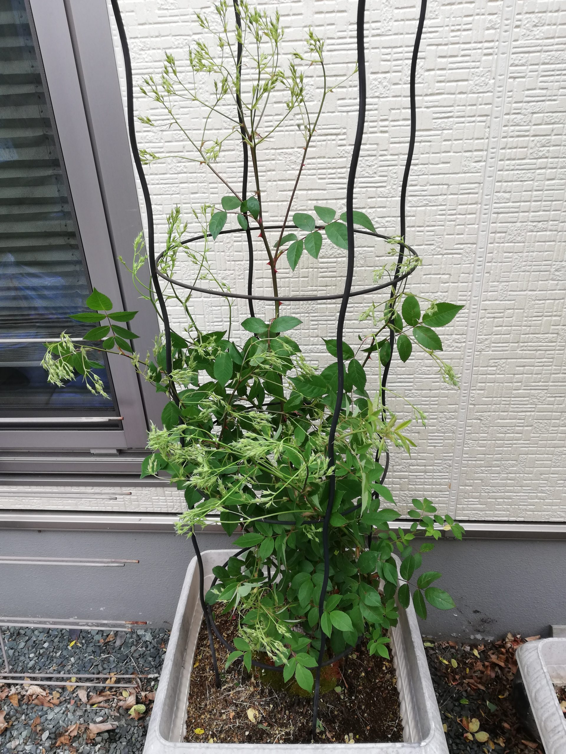 つるバラを木立バラに！ポールズヒマラヤンムスクをオベリスクに仕立て直し