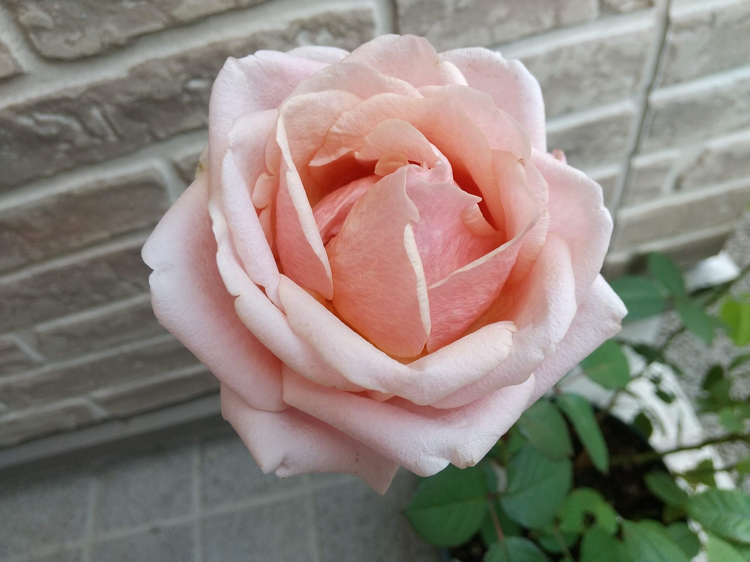 驚異の開花期間！花持ちが良すぎるミニバラ プリンセスオブインフィニティ