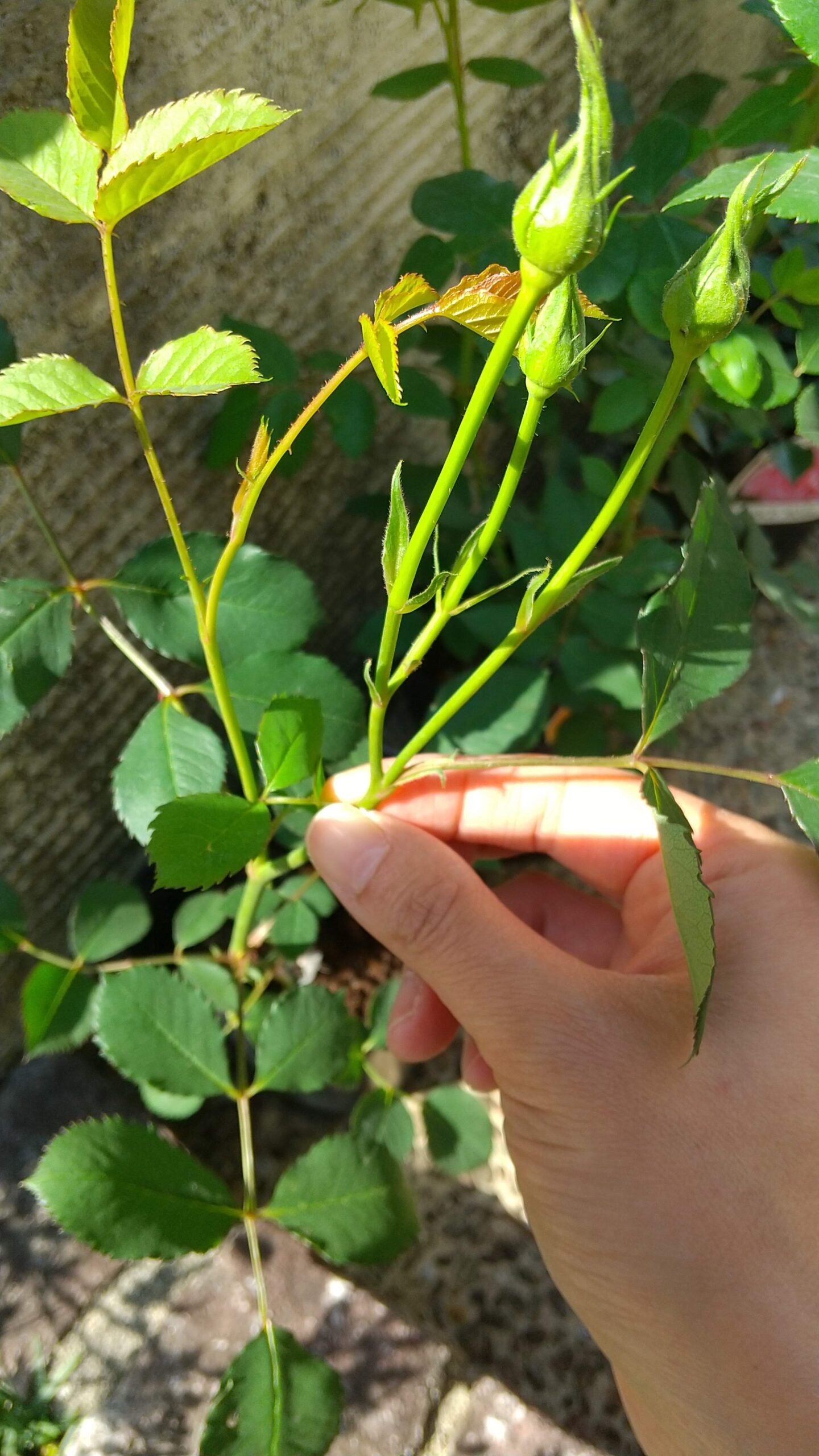 摘み取る？咲かせる？バラの新苗につぼみが付いたときの正しい対処法は？