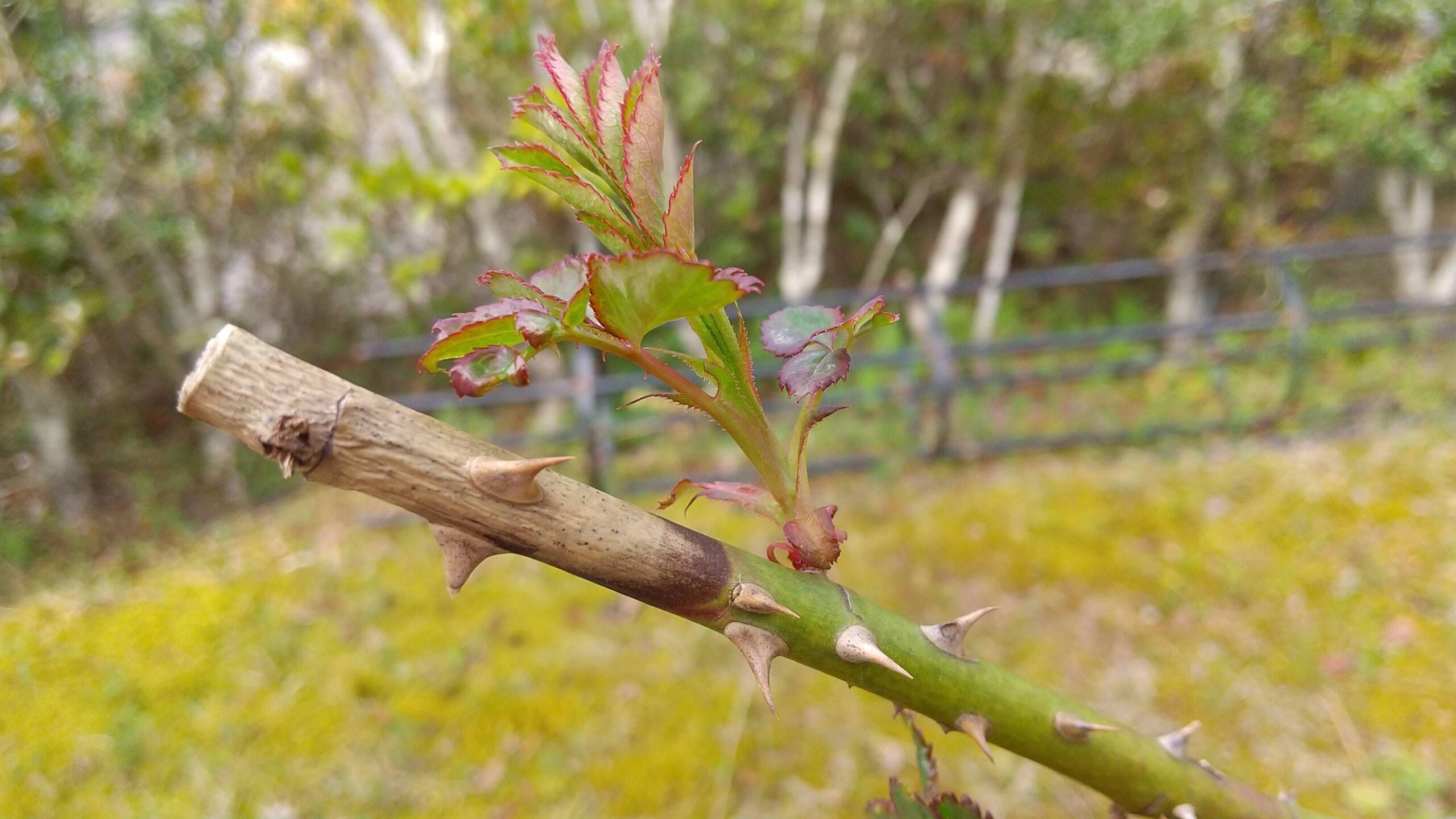 バラの枝先が枯れるのはなぜ?冬剪定した枝の先端が黒くなったときの対処法は?