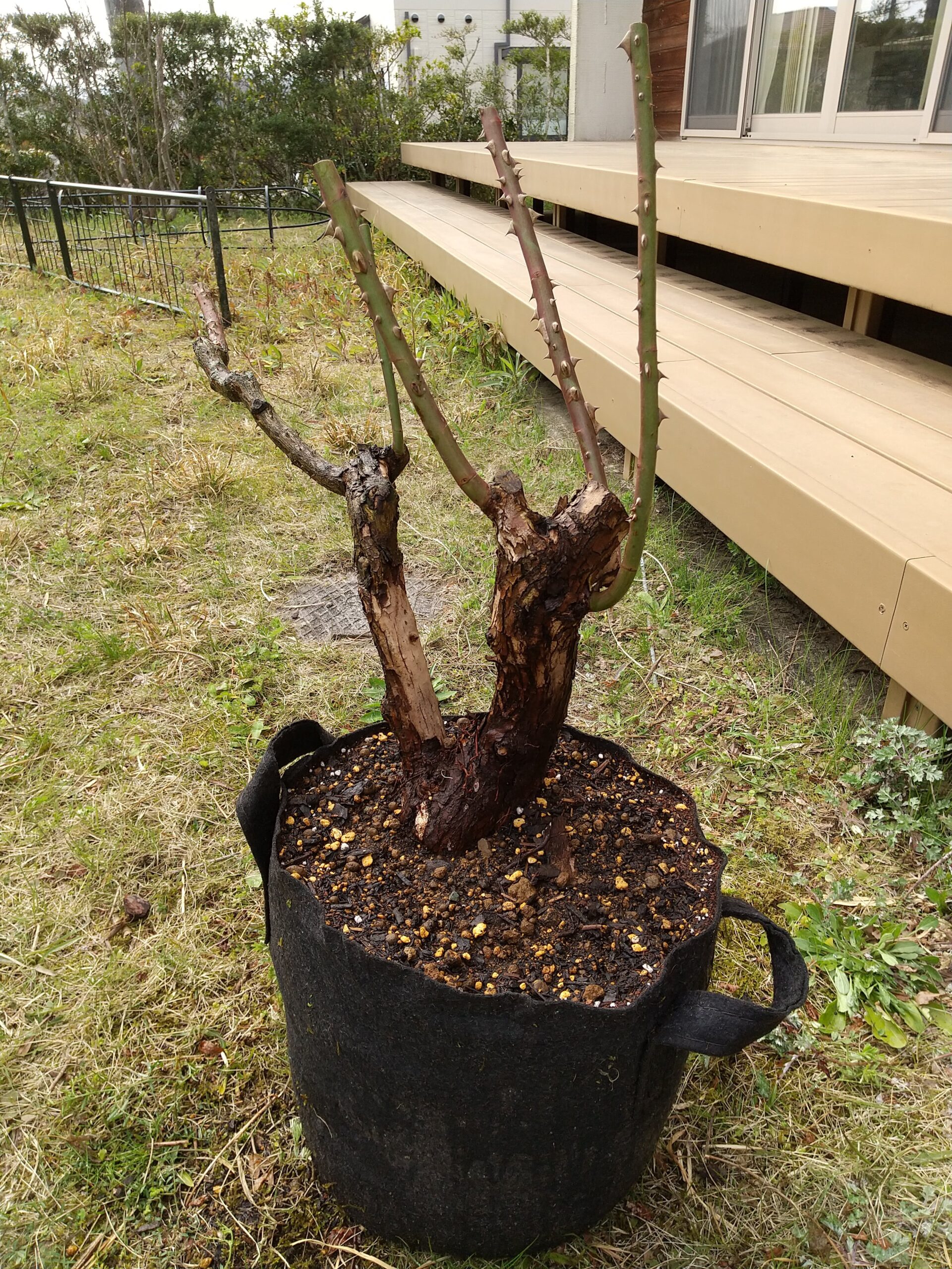 木立バラ ノヴァーリス 新しい不織布ガーデンバッグに植え付け完了！