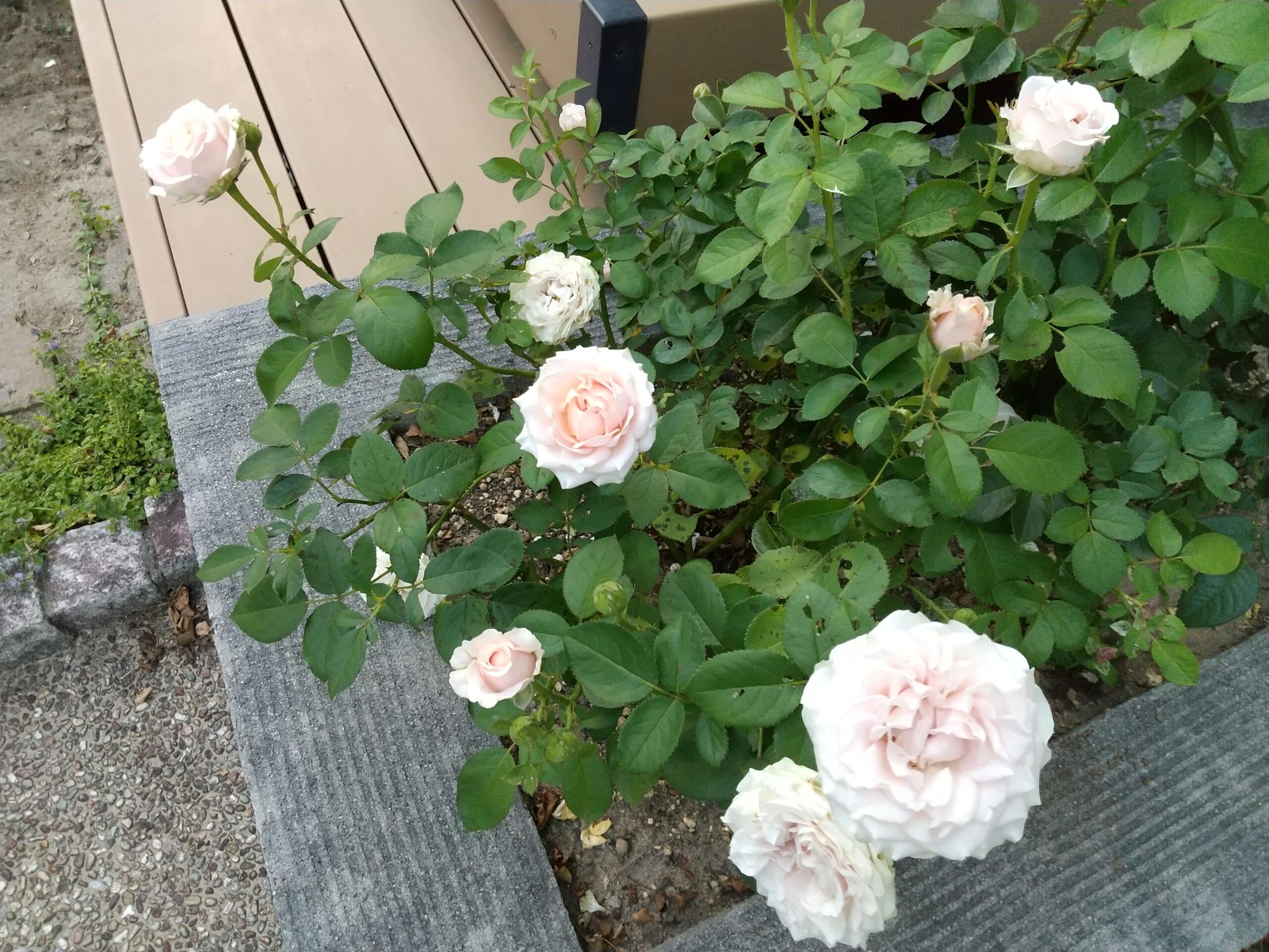 盛夏！猛暑の中でもどんどん咲くミニバラ プリンセスオブインフィニティ