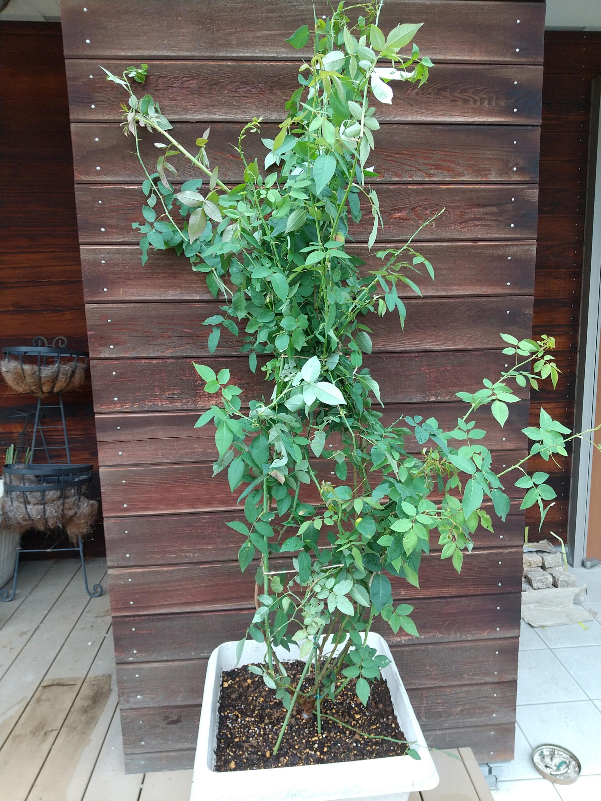 木立性スヴニールドゥラマルメゾンだと思っていたけれどつる性かもしれないバラの移植