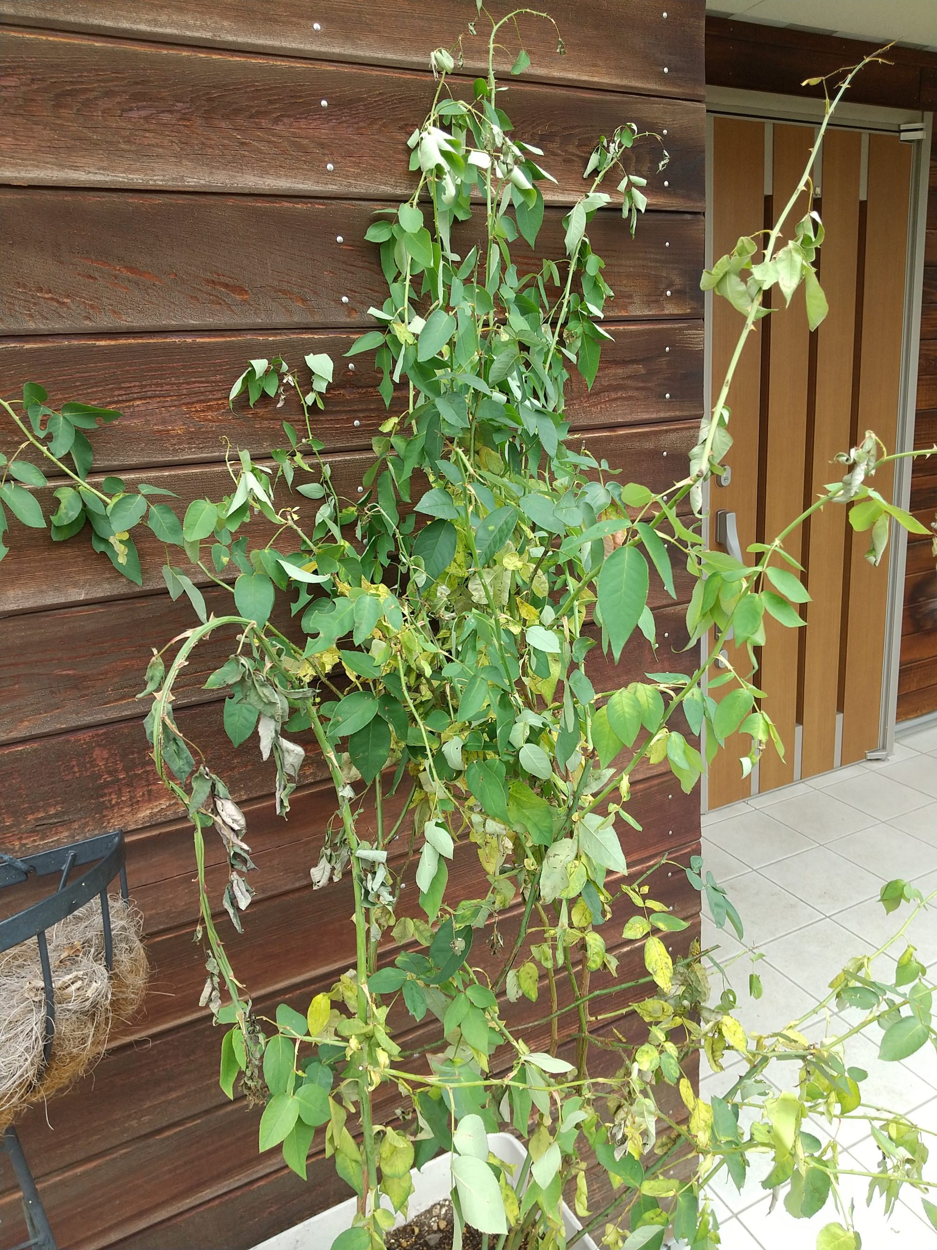 無理な移植で弱ったつるバラ スヴニールドゥラマルメゾンを救え！根傷みは回復するのか？