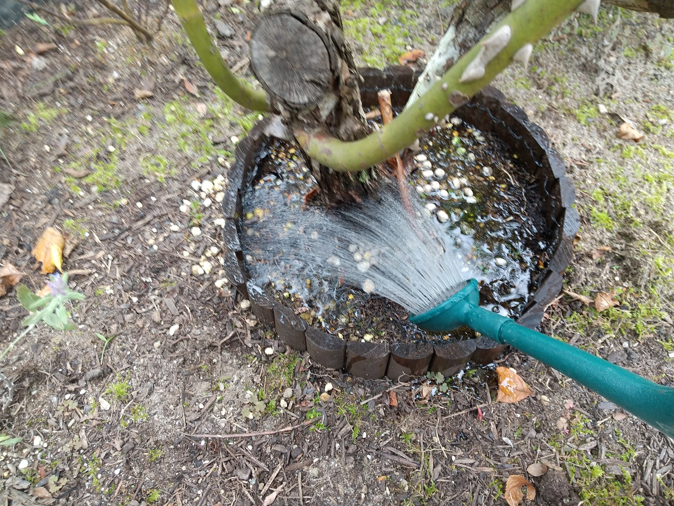 バラの夏バテ回復大作戦!ハイポネックス「バラのストレスブロック」で免疫力UP