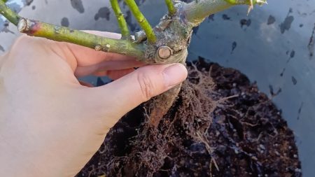 バラ　メネデール　植え替え