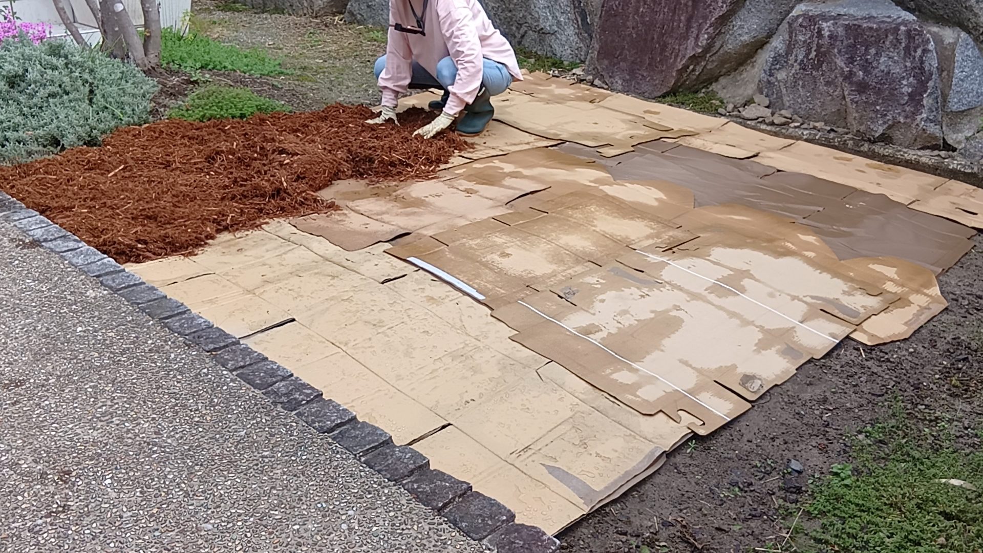 【ダンボールマルチのやり方全工程】お金をかけずにダンボールで雑草対策する方法